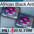 African Black Ant 01